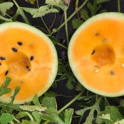 Loon yellow Watermelon