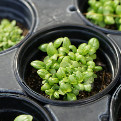 Holistic Health Farms basil seedlings