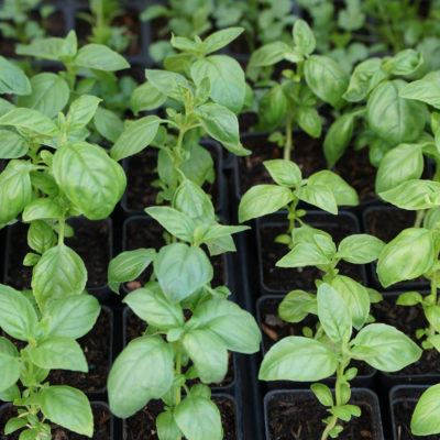 Basil Seedlings Join Our Team