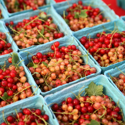 Currants Mary Dirty Face Farm