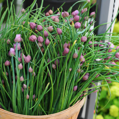 Flowering chives