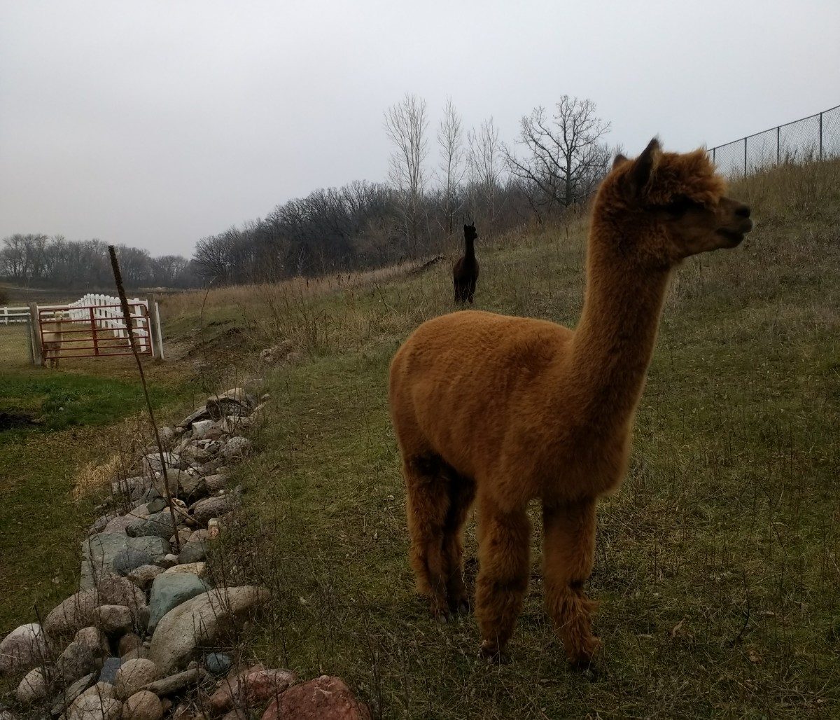 The abbey alpaca
