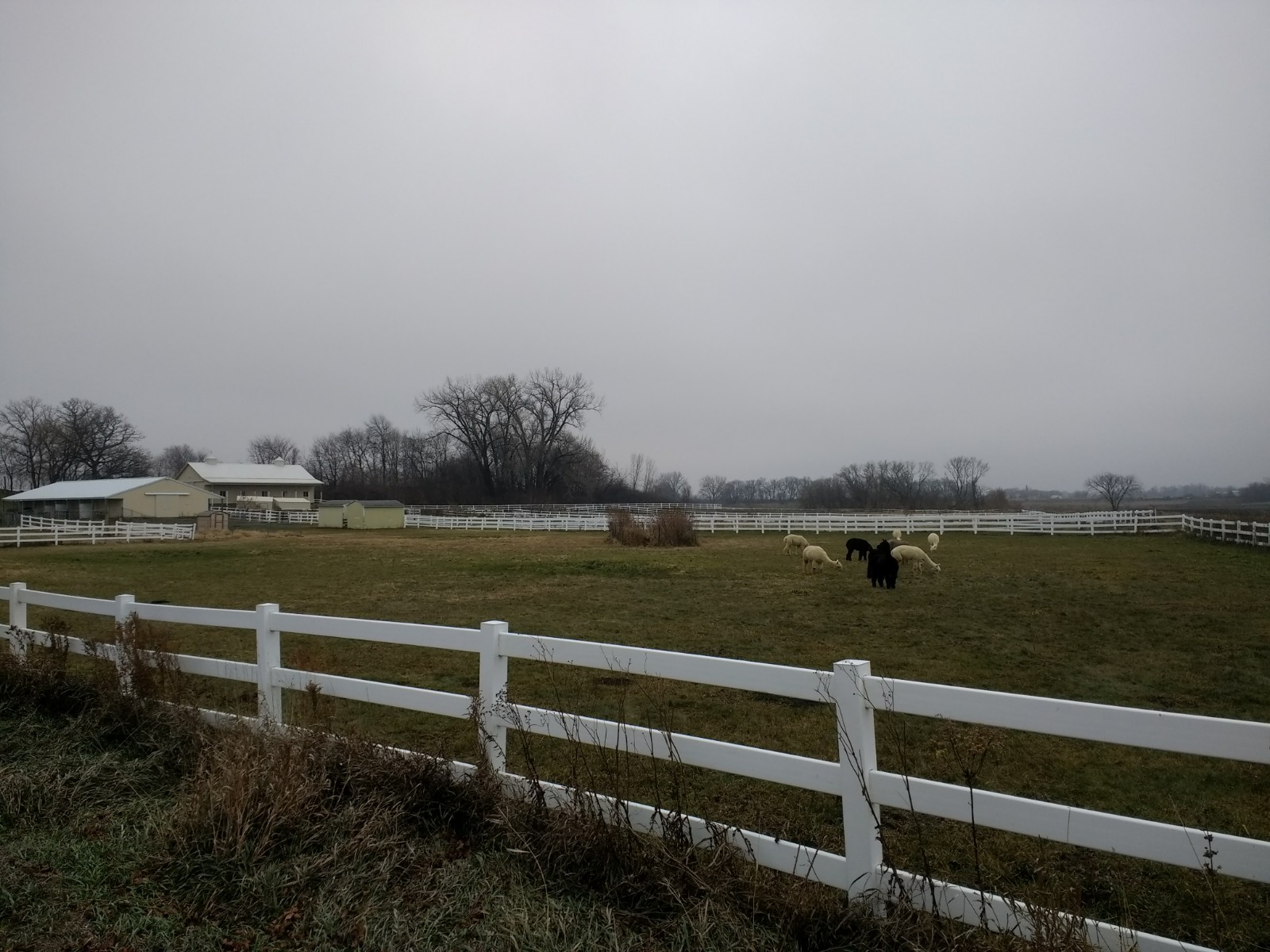 The Abbey Alpaca Farm