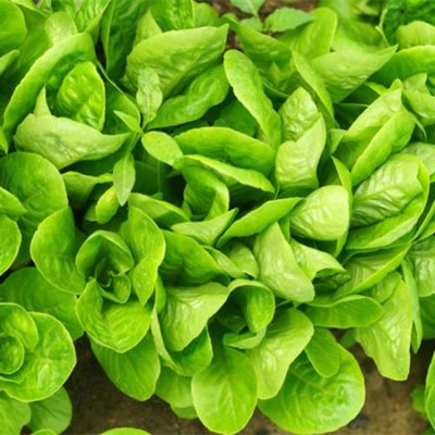 Lettuce Wraps