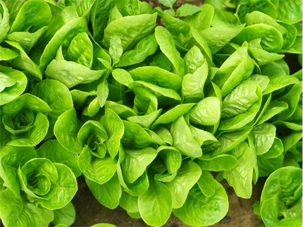 Chicken or Tofu Lettuce Wraps - Mill City Farmers Market
