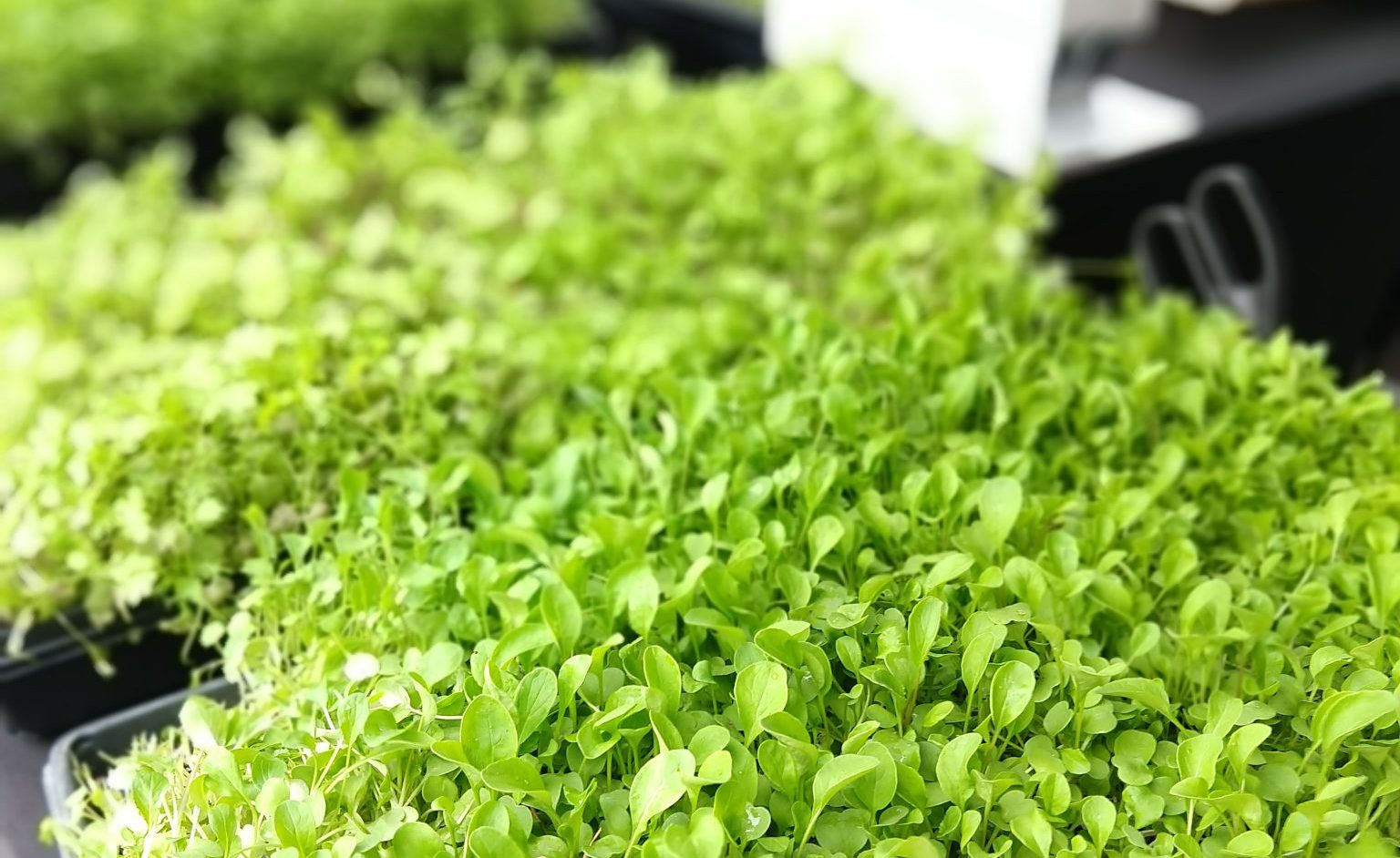 Microgreen Frittata - Mill City Farmers Market