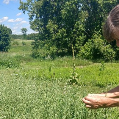 Nancy REd Clvoer Herbal Apothecary