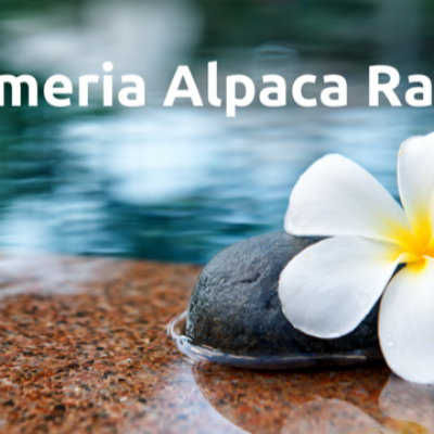 Plumeria Alpaca Ranch