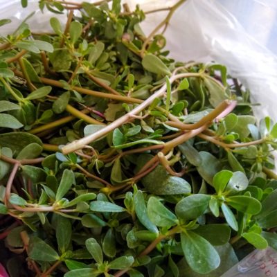 Purslane