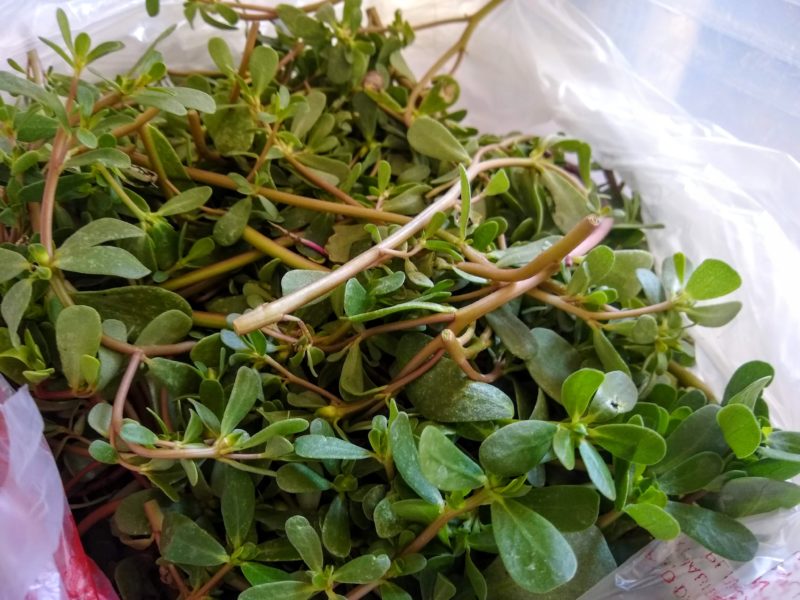 Purslane