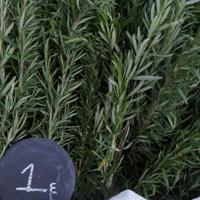 Honey Rosemary Butter
