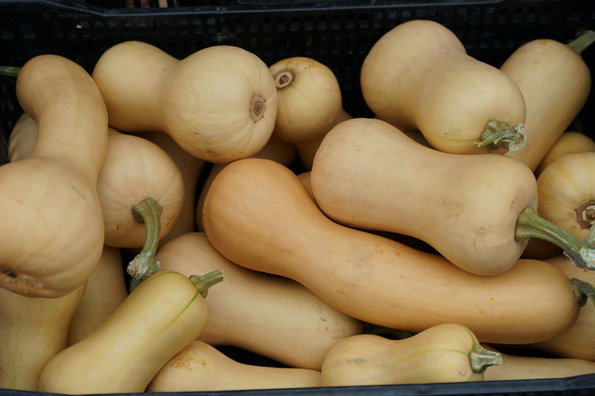 Butternut Squash Gratin