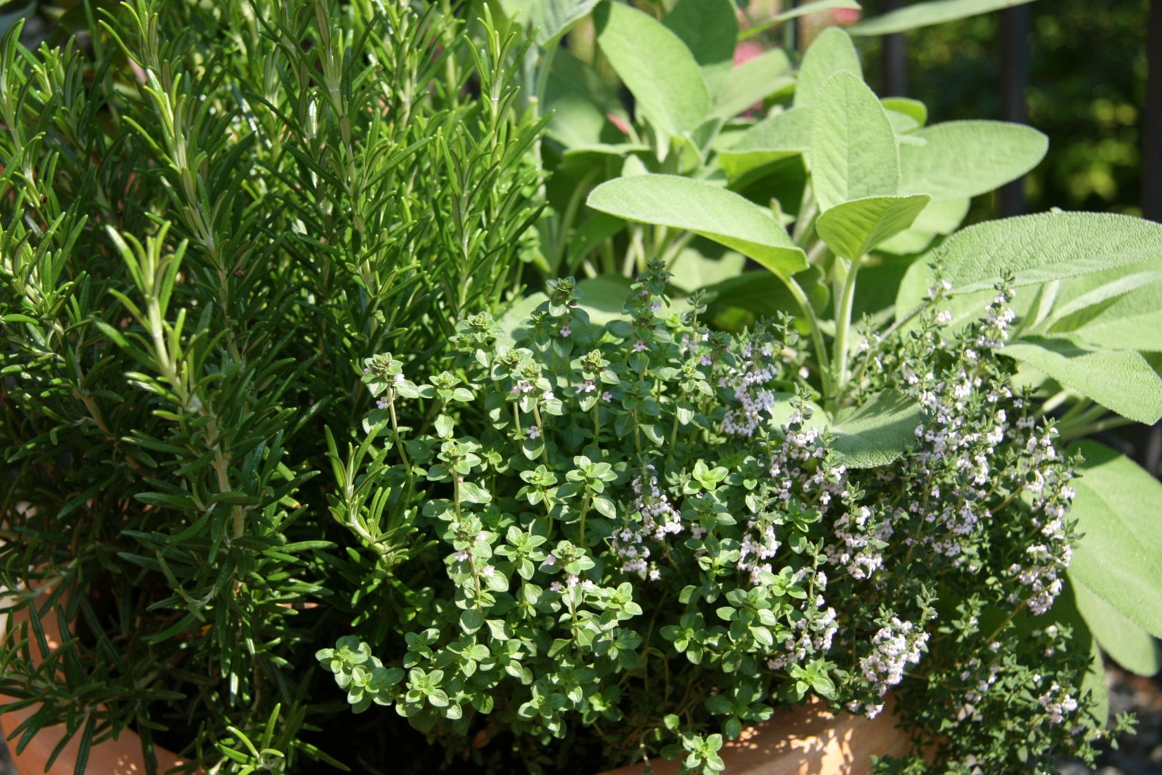 herbs.jpg